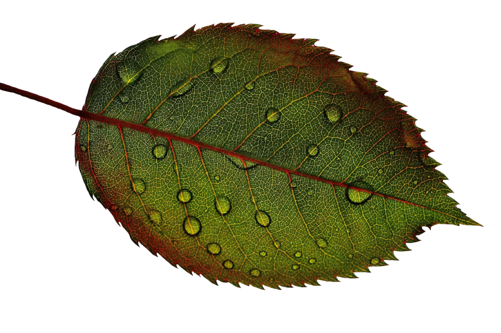 High-resolution Leaf PNG