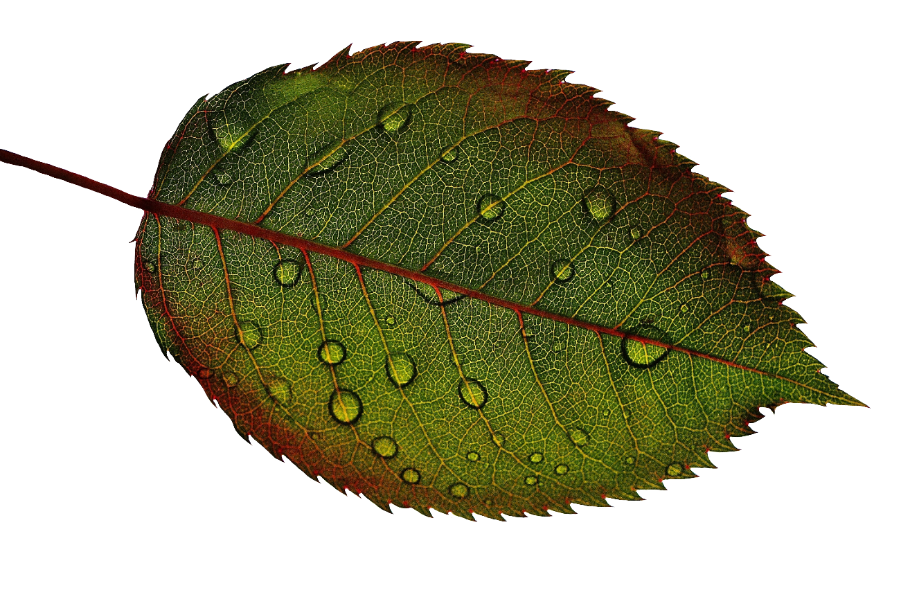 leaf111