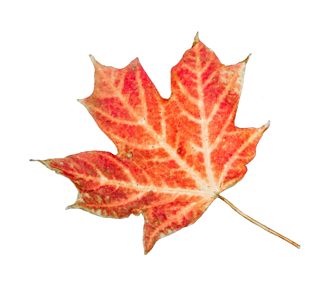 Fall Leaf PNG