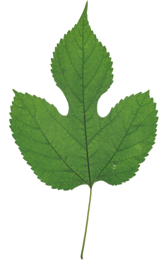 Green Leaf PNG