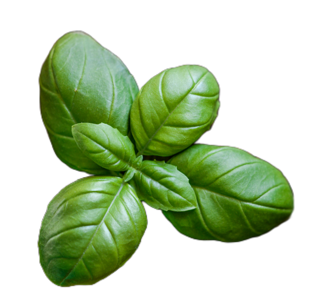 Plant Leaves PNG