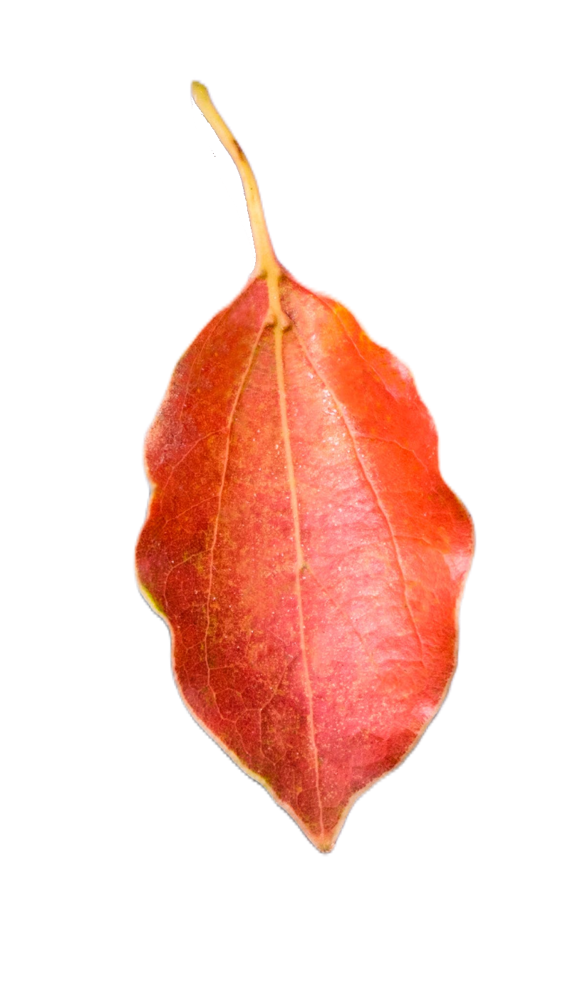 leaf118