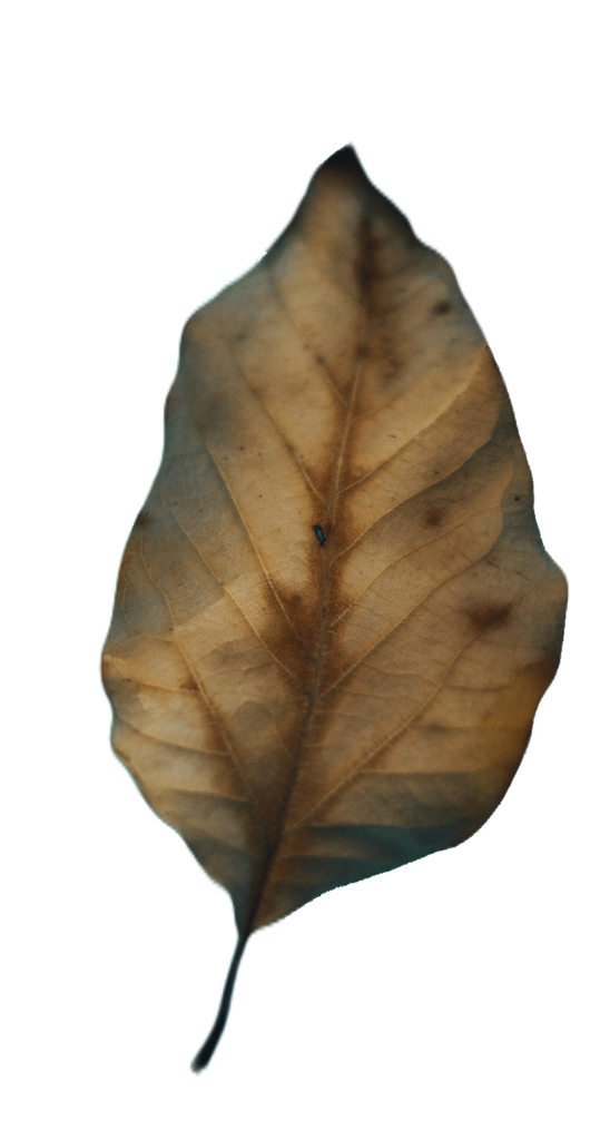 Single Dry Leaf PNG