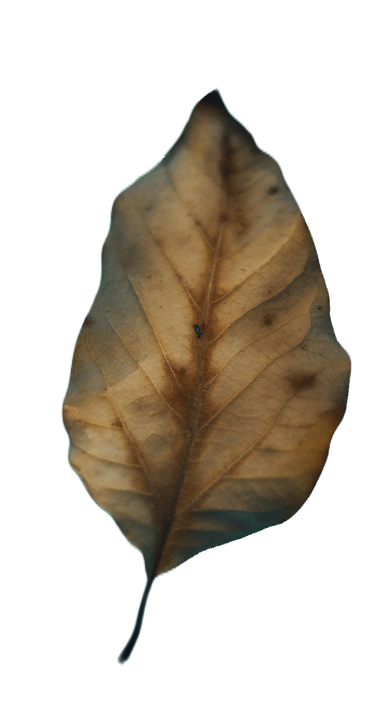 leaf119