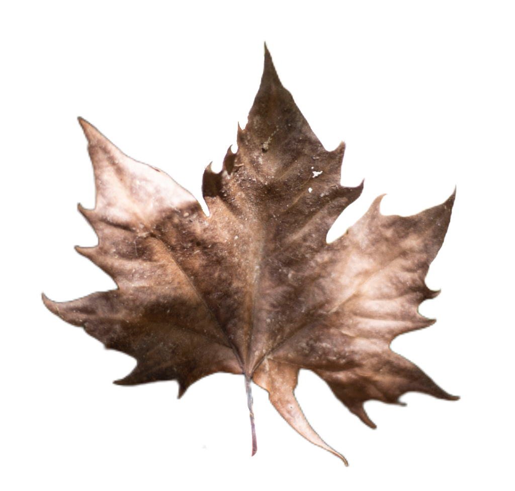 Dried Leaf PNG
