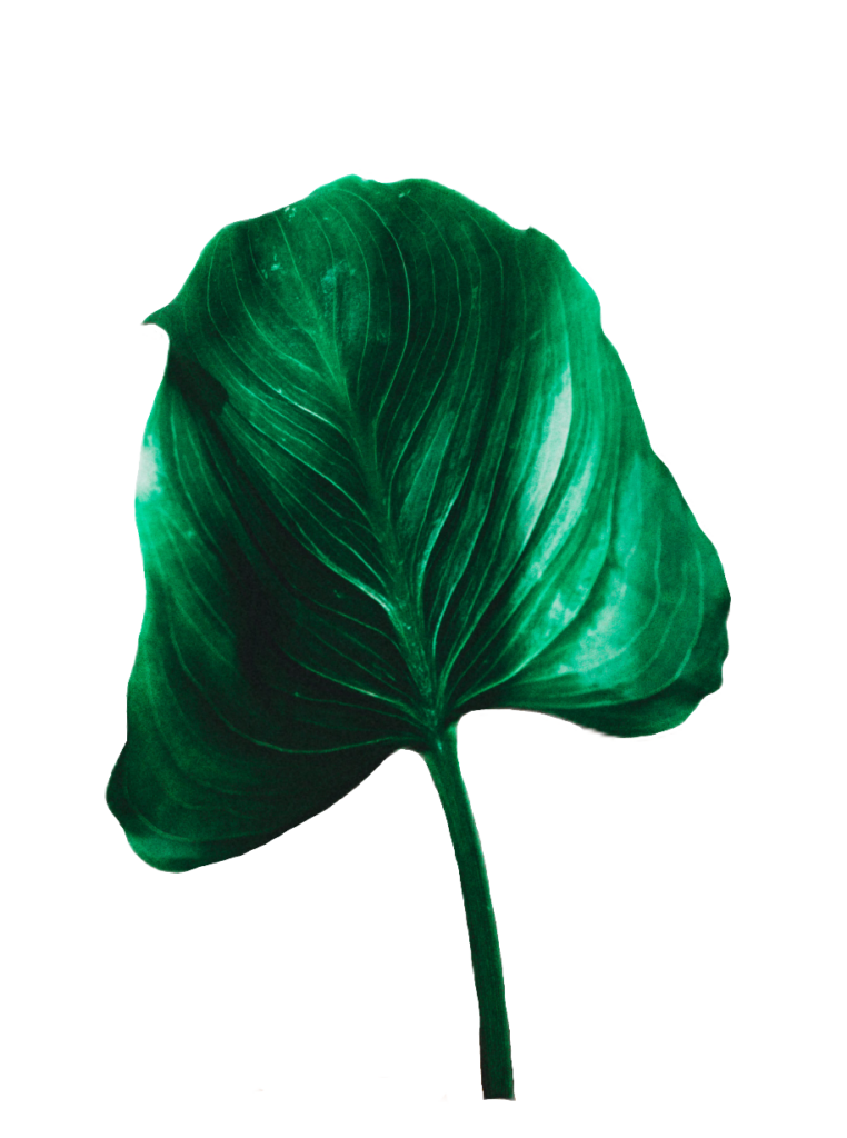 Plant Leaf PNG