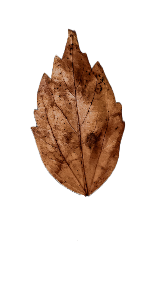 Dry Leaf PNG