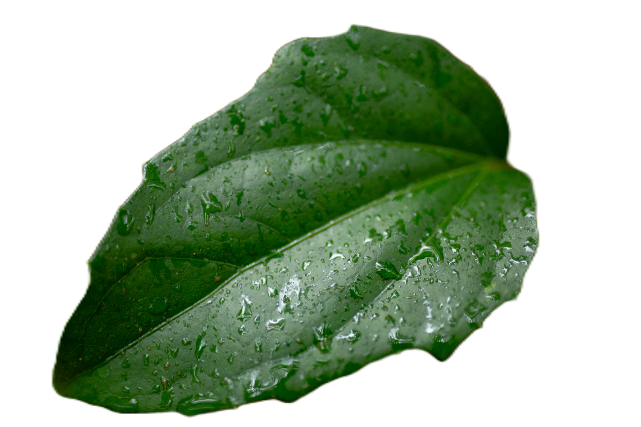 leaf125