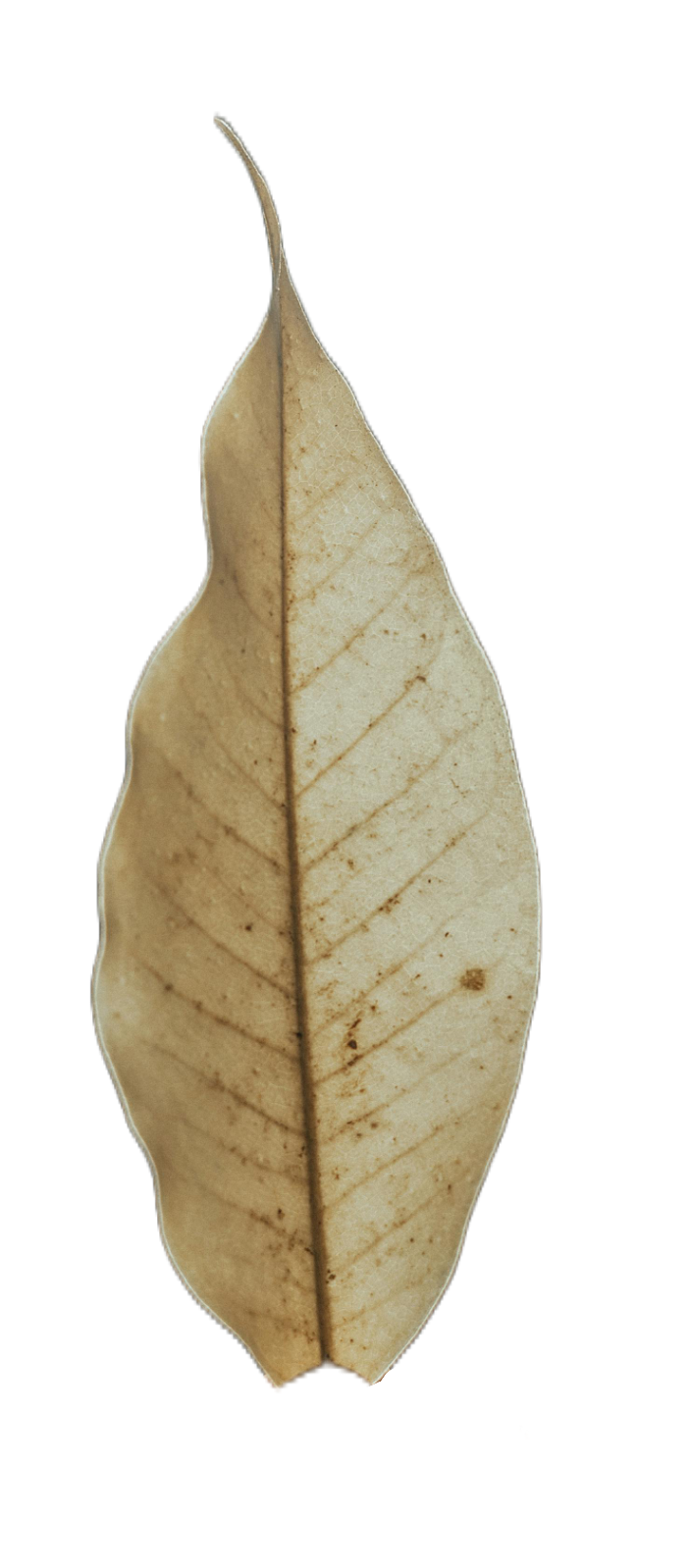 leaf128