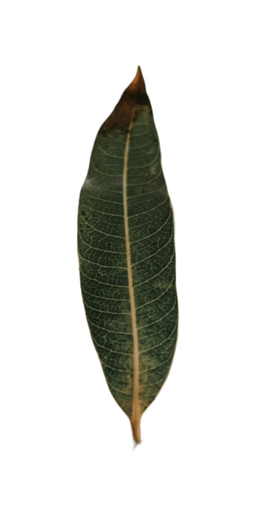 Real Leaf PNG