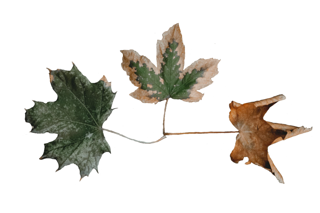 Dry Leaves PNG