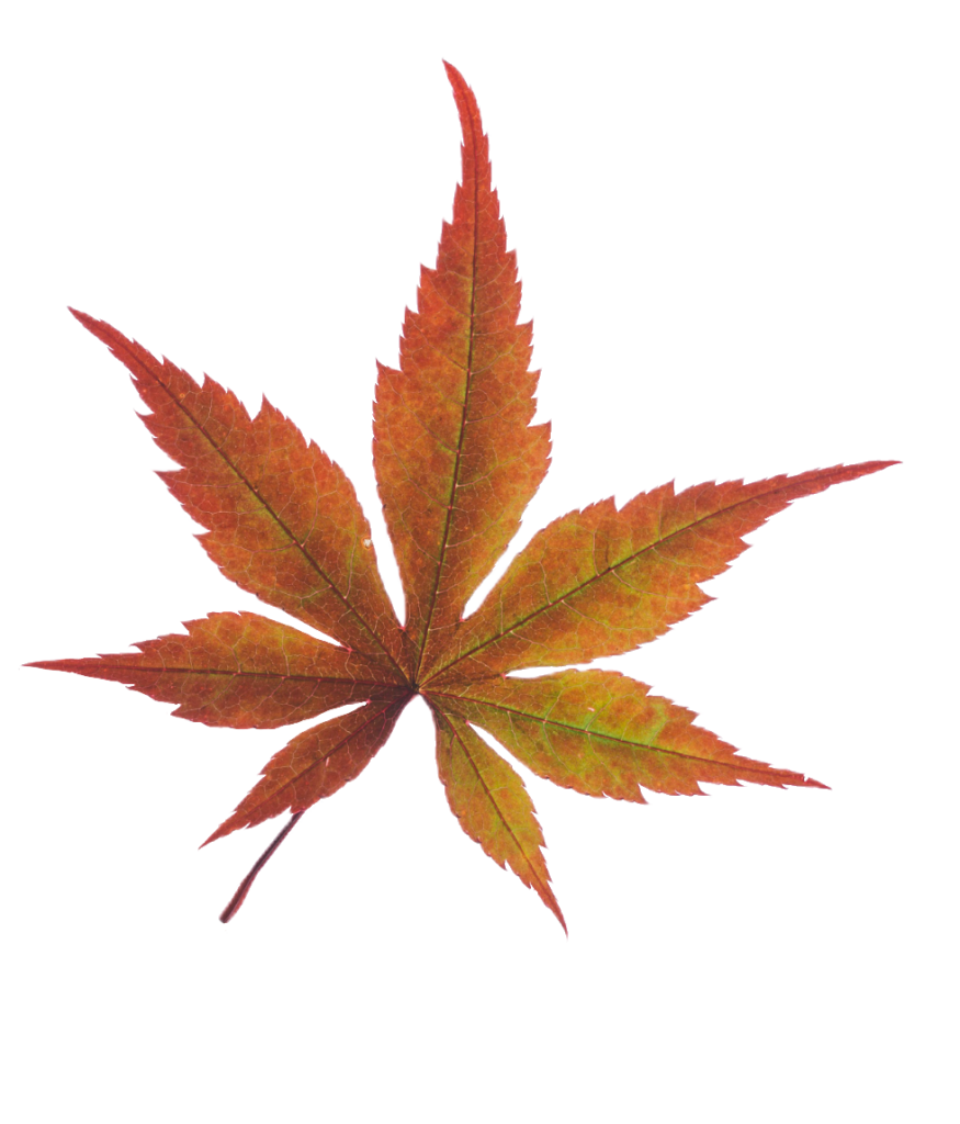 Orange Leaf PNG