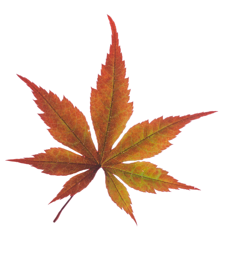 leaf131