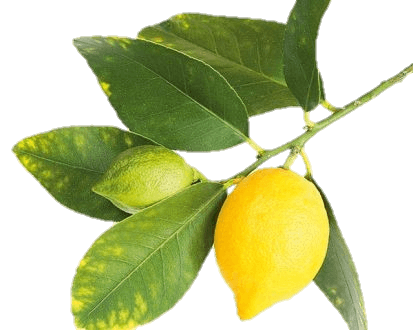 lemon-23