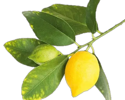 Natural Lemon Png