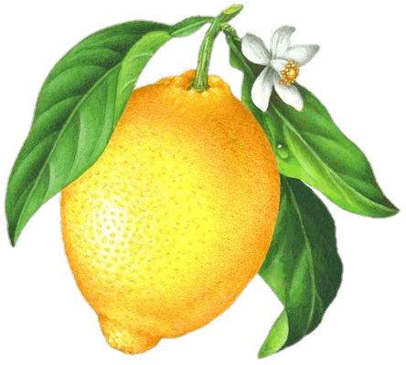 Aesthetic Lemon Png