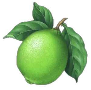 Lime Lemon Png