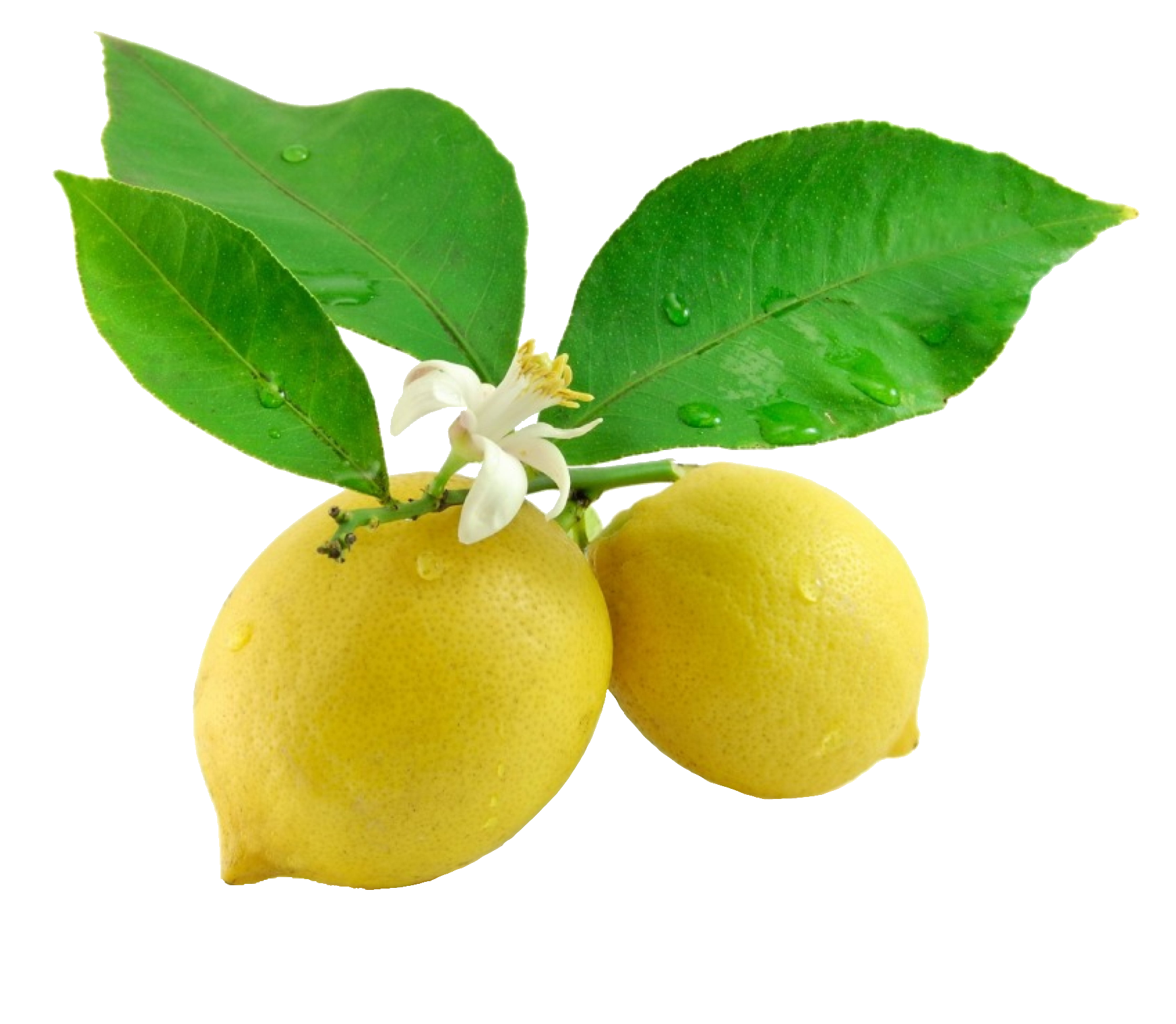 lemon-92