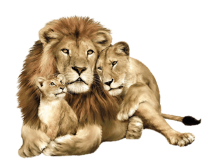Lion Family Png