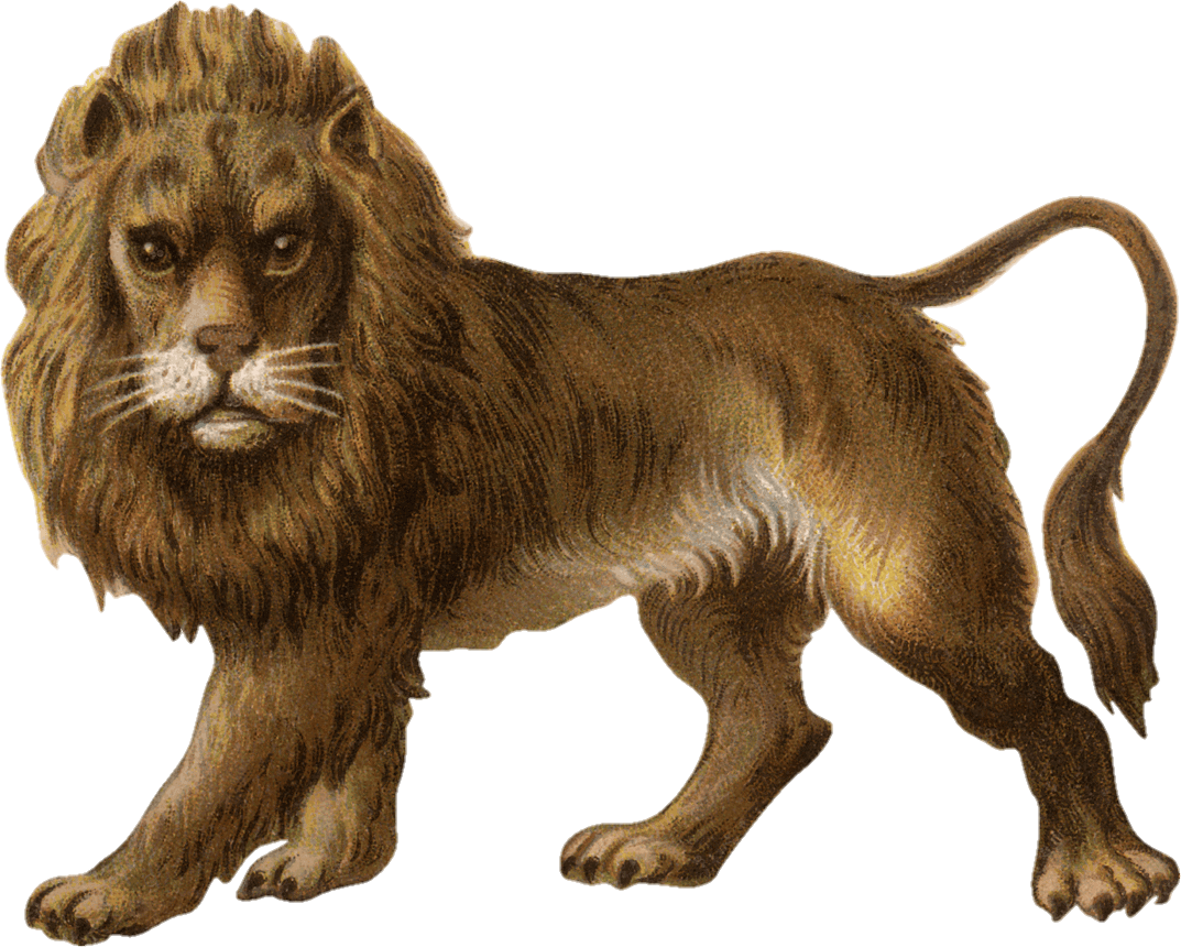 lion-11