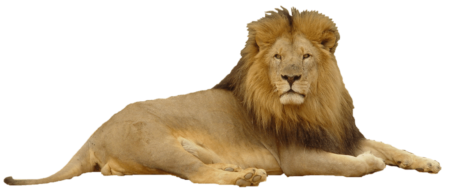 lion-12