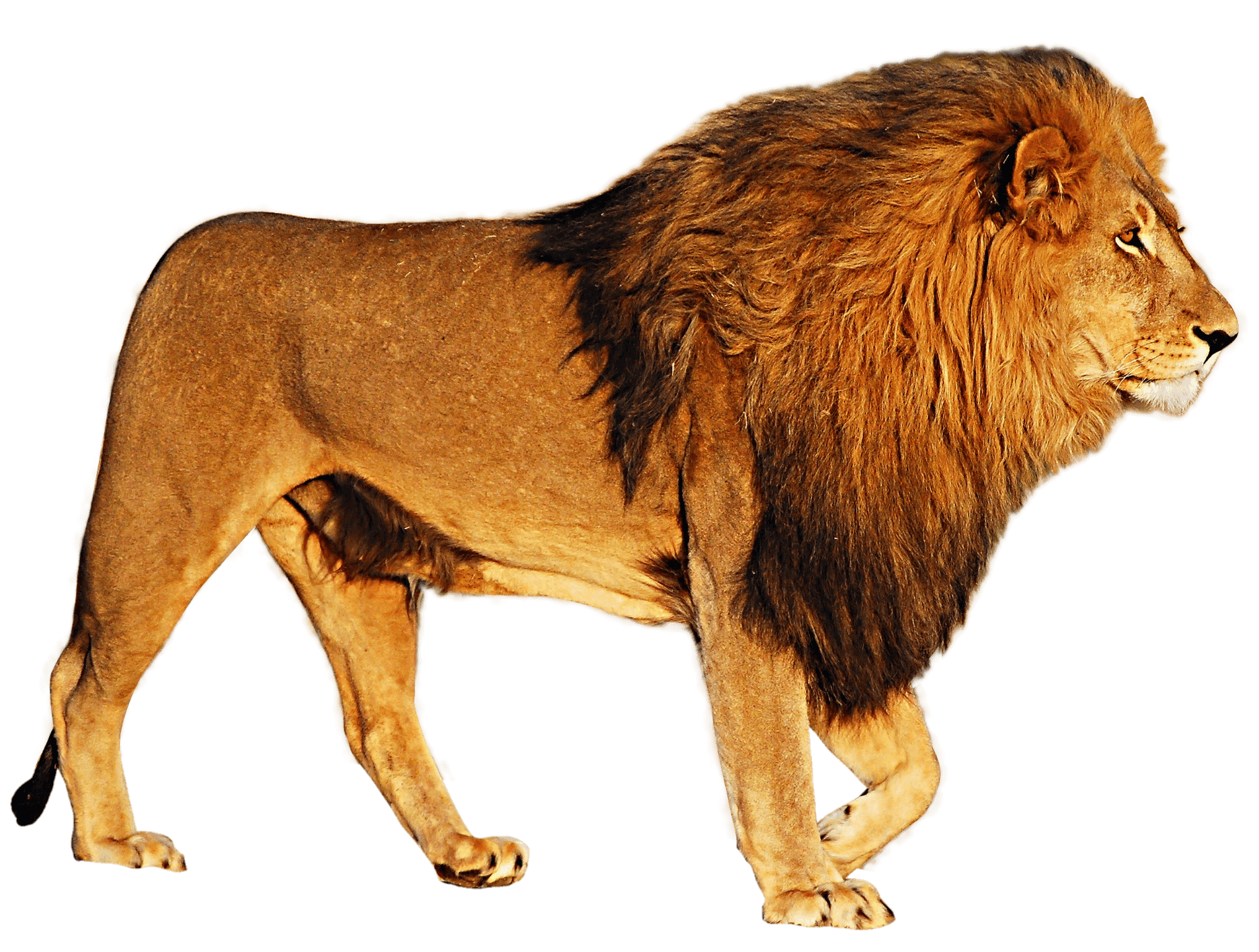 lion-13