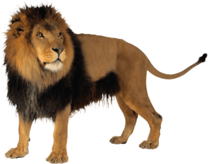 Wild Lion Png