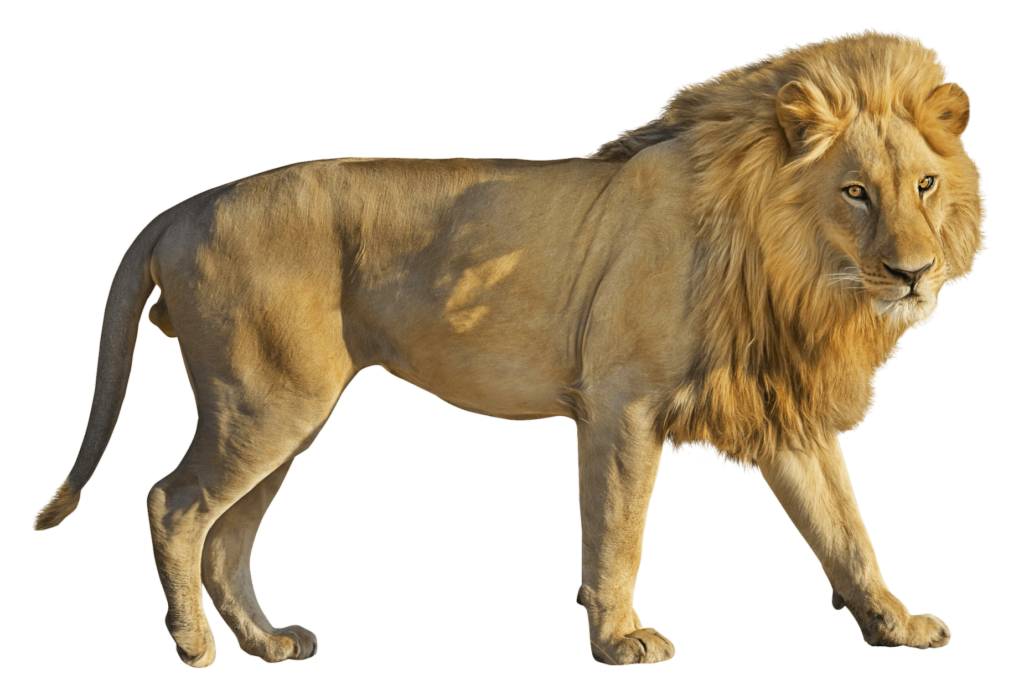 Free Lion PNG Download with Transparent Background - Pngfre