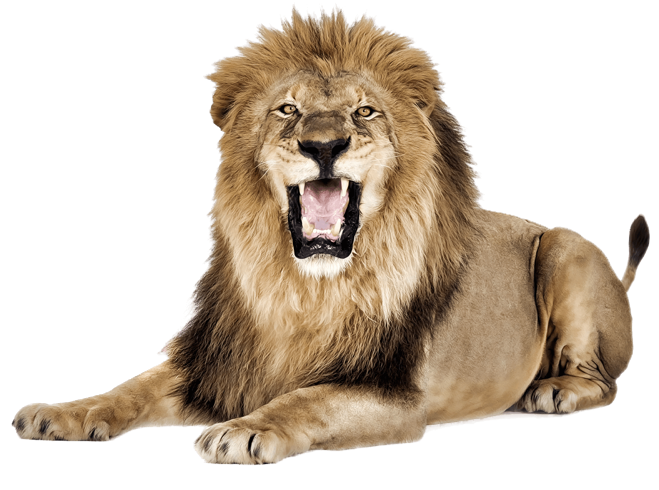 lion-19