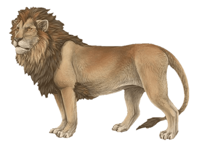 lion-23