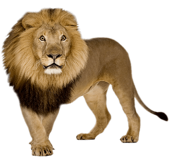 high-resolution Lion Png