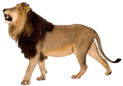 lion-31