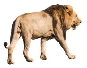 Real Lion Png