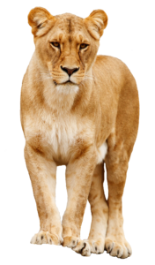 Lioness Png Image