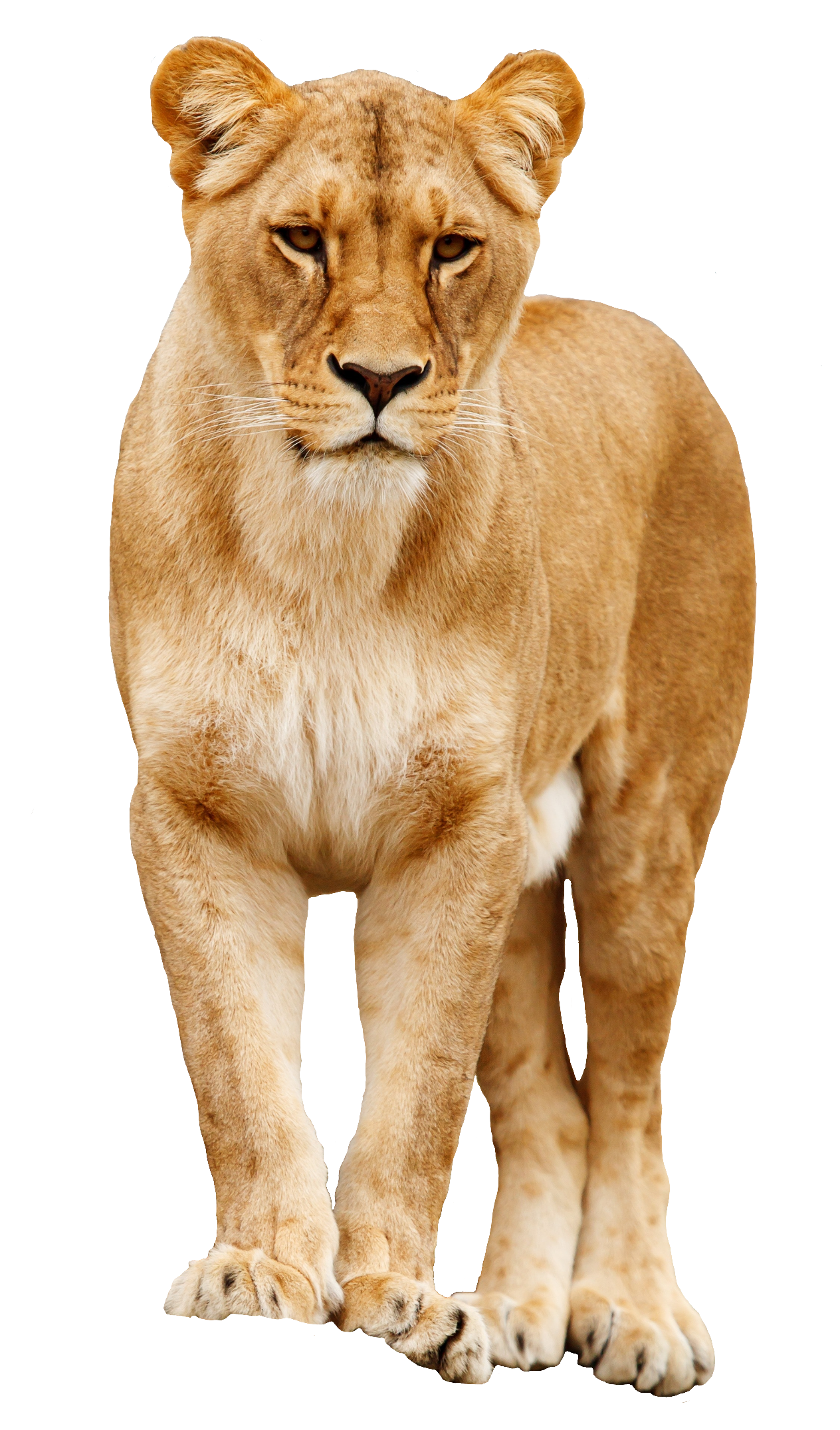 lion-41