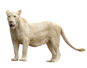 White Lioness Png