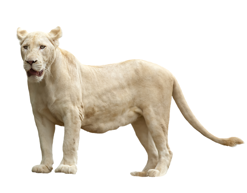 lion-43