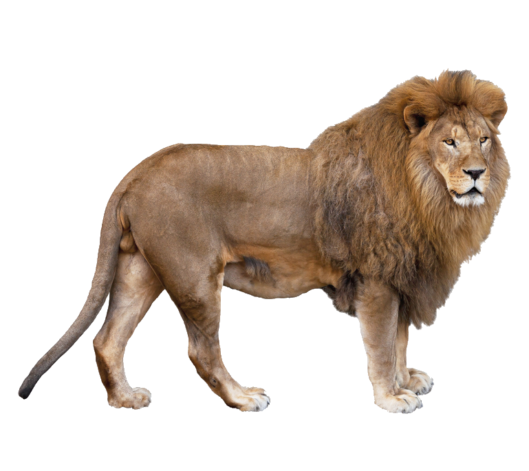 lion-44
