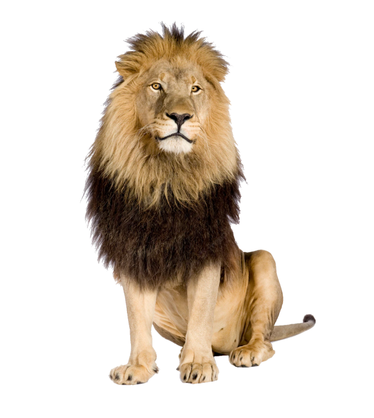 Lion PNG Transparent Images Free Download - Pngfre