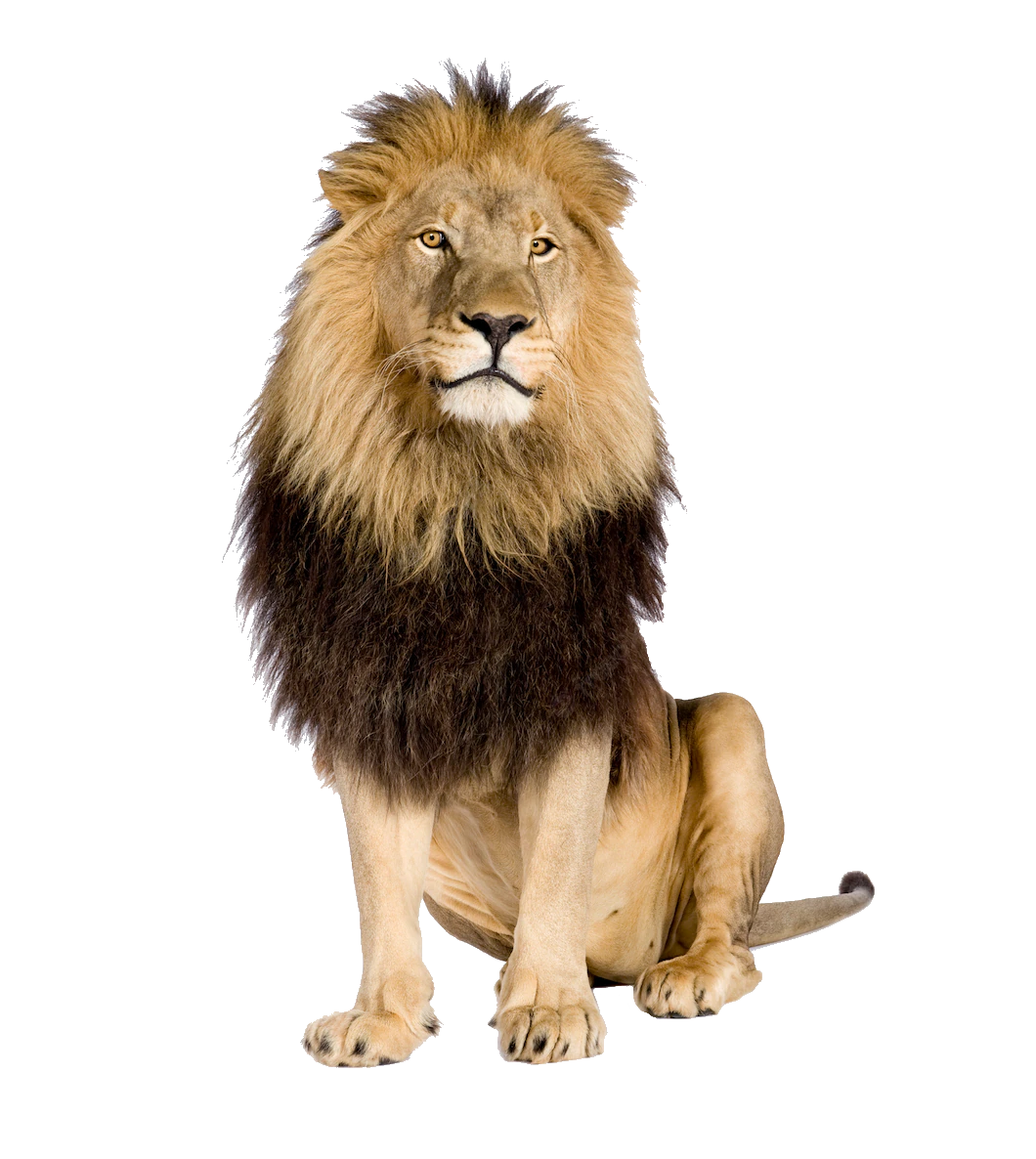 lion-46