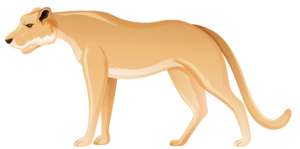 Lioness Vector Png