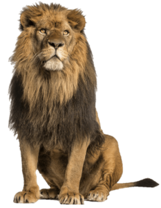 Standing Lion Png