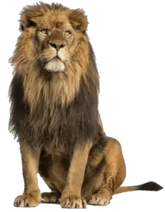 Standing Lion Png