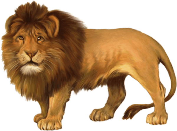 lion-6