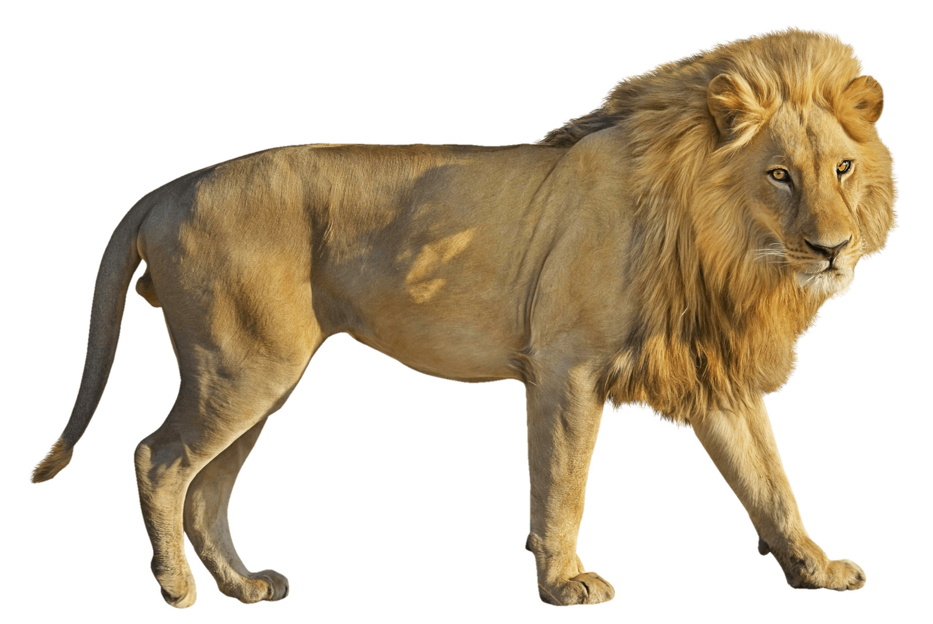 lion-8