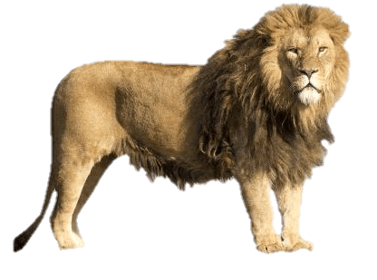 lion-9