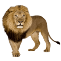 Lion PNG Image