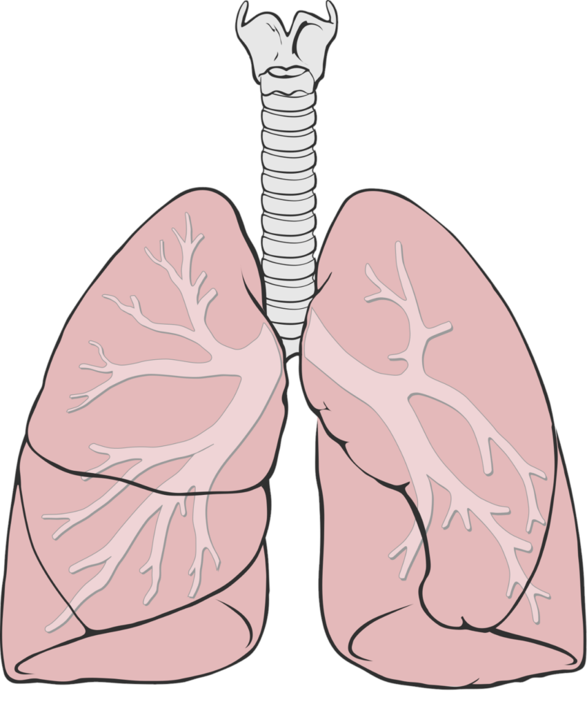 Human Lungs Clipart Png
