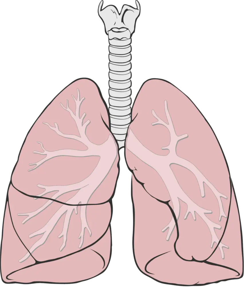 Human Lungs Clipart Png