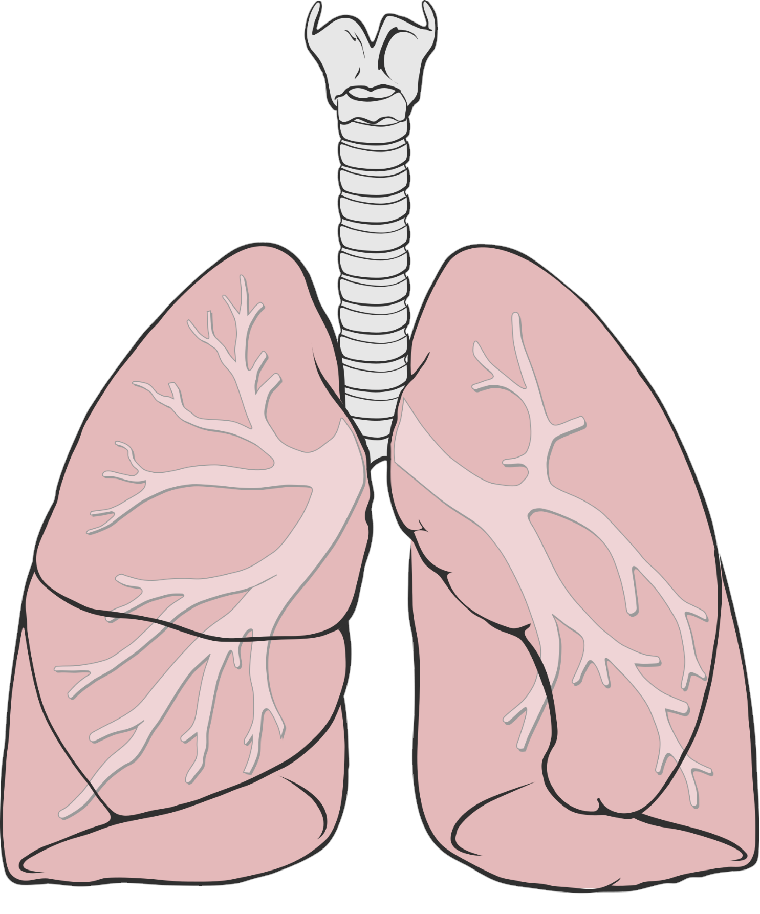 lung-1
